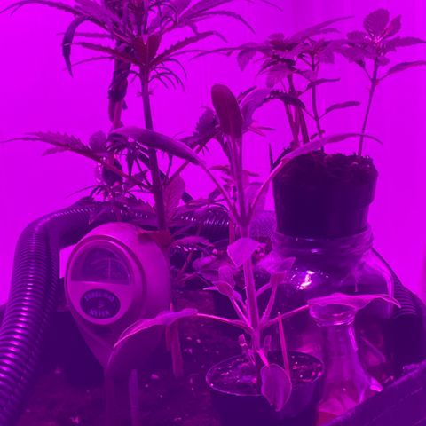 Tangie growlog timeline photo