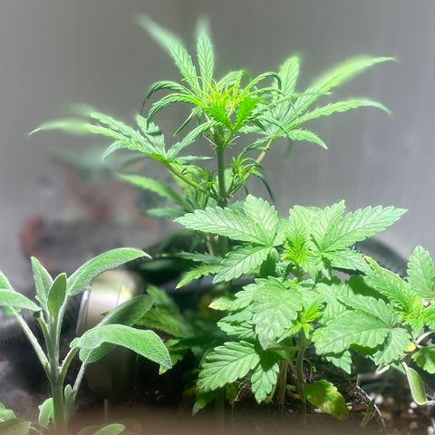 Tangie growlog timeline photo
