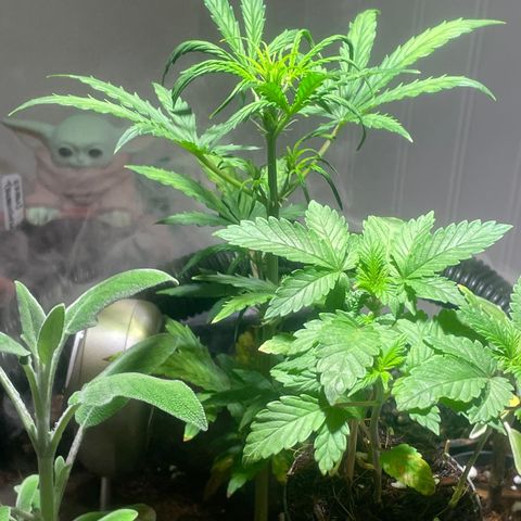 Tangie growlog timeline photo
