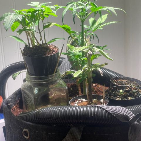 Tangie growlog timeline photo