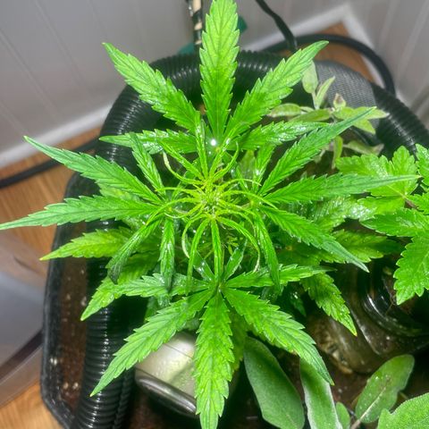 Tangie growlog timeline photo