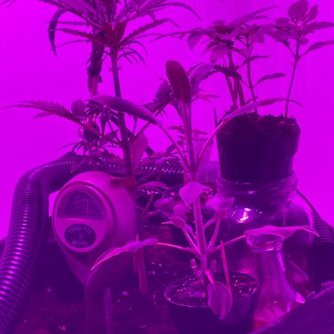 Tangie growlog timeline photo