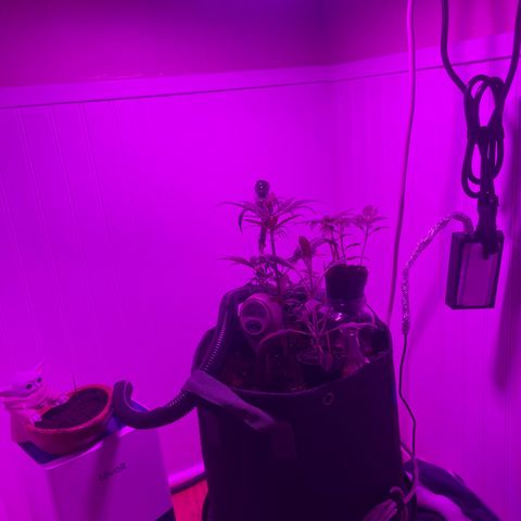 Tangie growlog timeline photo