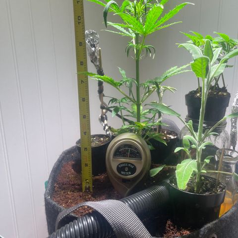 Tangie growlog timeline photo