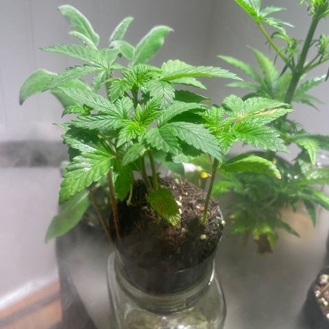 Tangie growlog timeline photo
