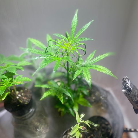 Tangie growlog timeline photo