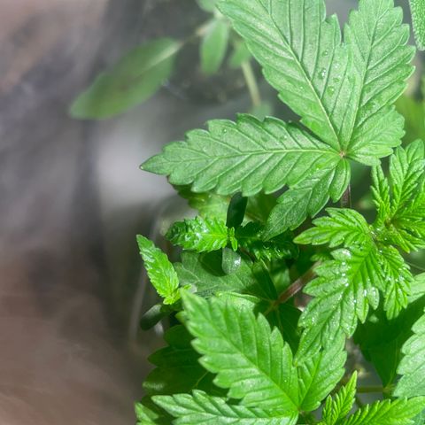 Tangie growlog timeline photo