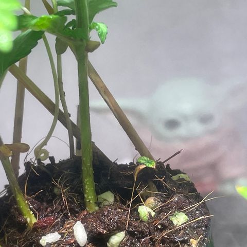 Tangie growlog timeline photo