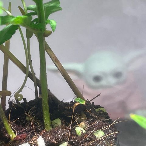 Tangie growlog timeline photo