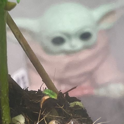 Tangie growlog timeline photo