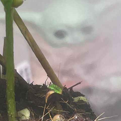 Tangie growlog timeline photo
