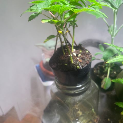 Tangie growlog timeline photo