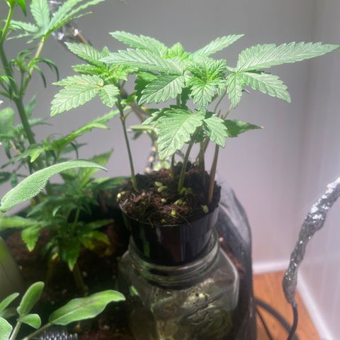 Tangie growlog timeline photo