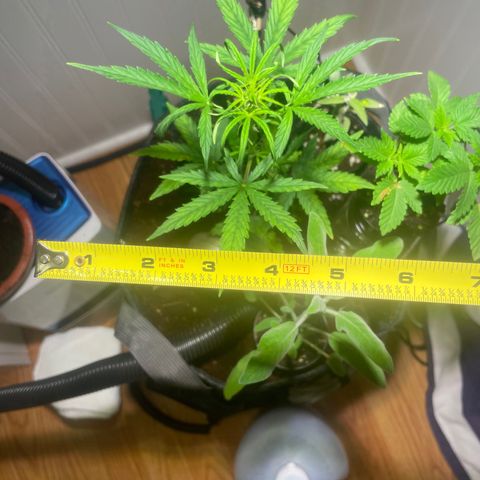 Tangie growlog timeline photo