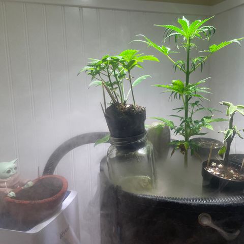 Tangie growlog timeline photo