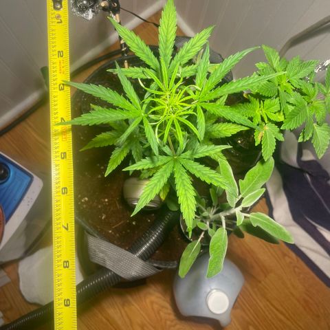 Tangie growlog timeline photo