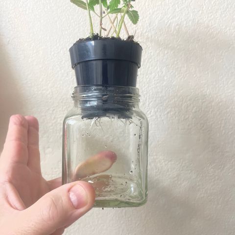 Tangie growlog timeline photo