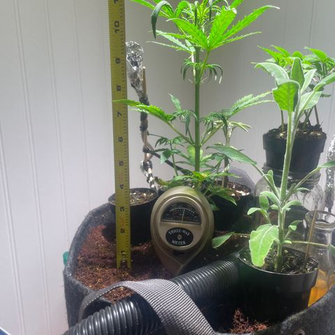 Tangie growlog timeline photo