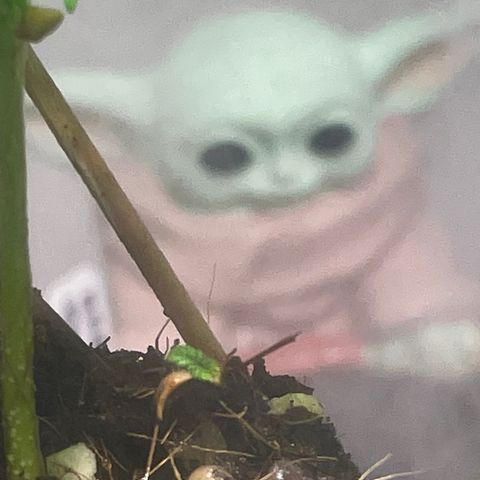 Tangie growlog timeline photo