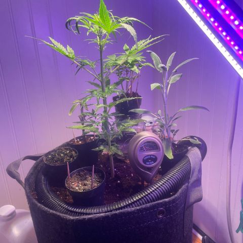 Tangie growlog timeline photo