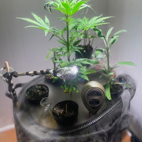 Tangie growlog timeline photo