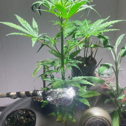 Tangie growlog timeline photo