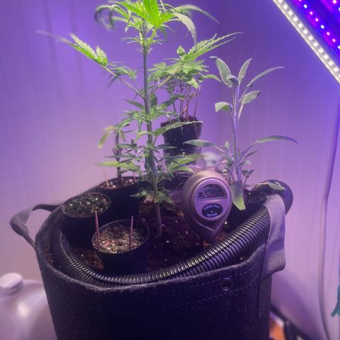 Tangie growlog timeline photo