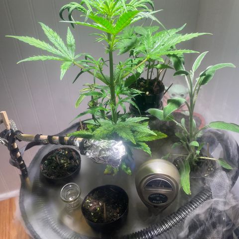 Tangie growlog timeline photo