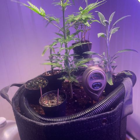 Tangie growlog timeline photo