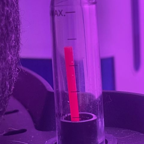 Tangie growlog timeline photo