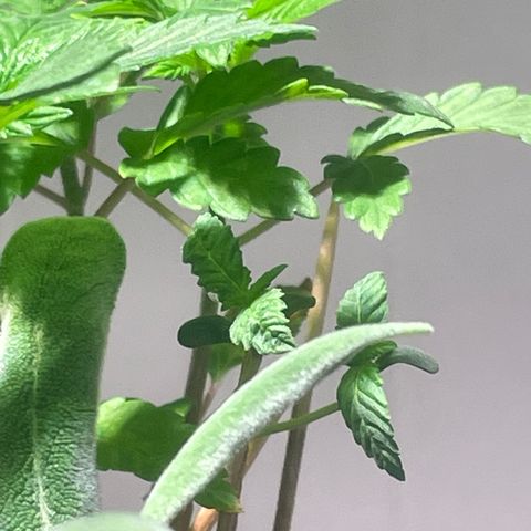 Tangie growlog timeline photo