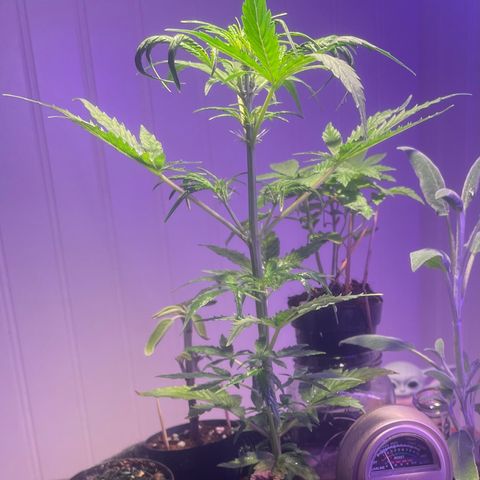 Tangie growlog timeline photo