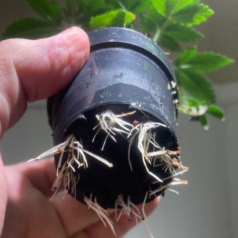 Tangie growlog timeline photo
