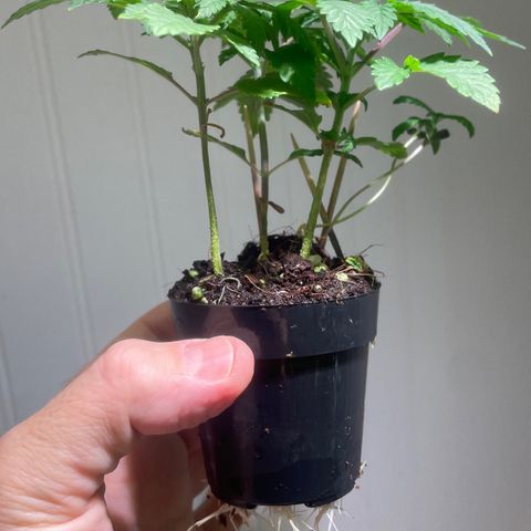 Tangie growlog timeline photo