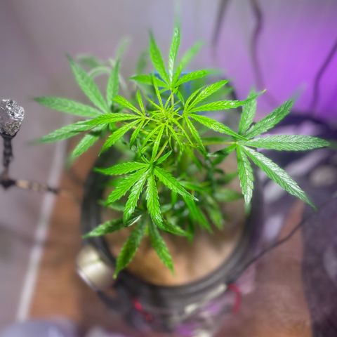 Tangie growlog timeline photo