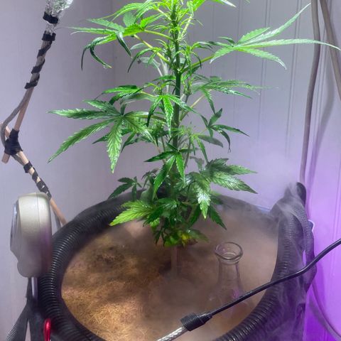 Tangie growlog timeline photo