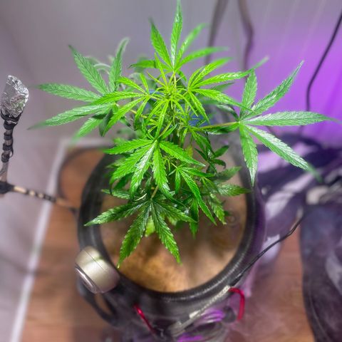 Tangie growlog timeline photo