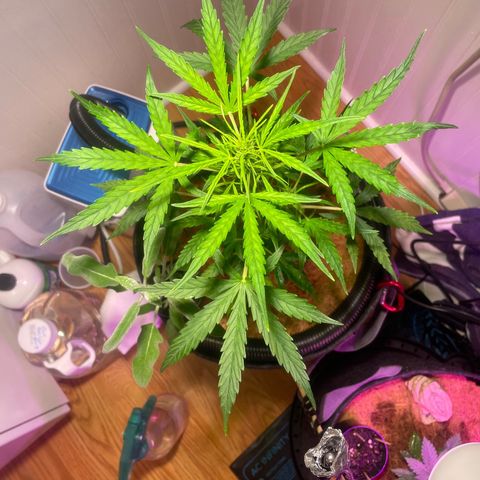 Tangie growlog timeline photo