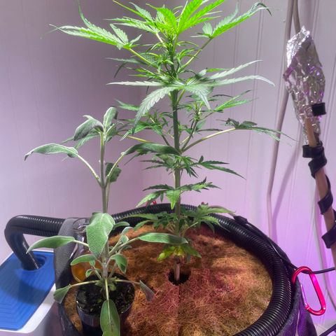 Tangie growlog timeline photo