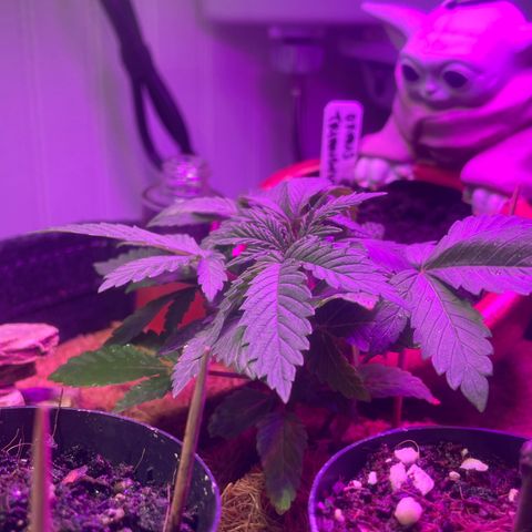 Tangie growlog timeline photo