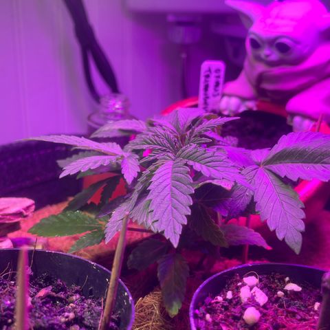 Tangie growlog timeline photo