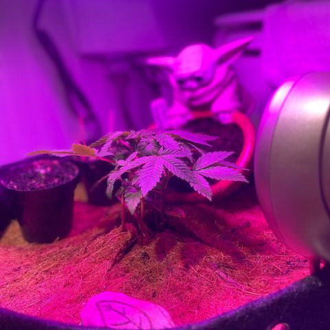 Tangie growlog timeline photo