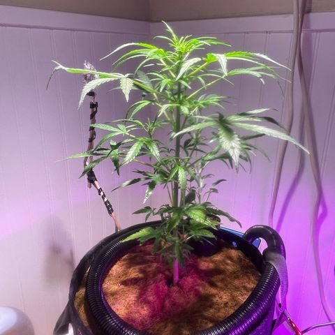 Tangie growlog timeline photo