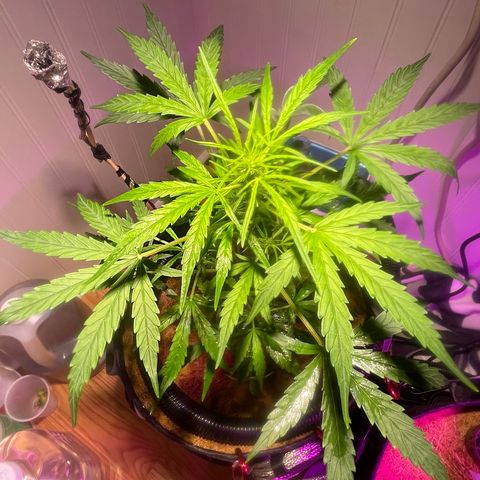 Tangie growlog timeline photo