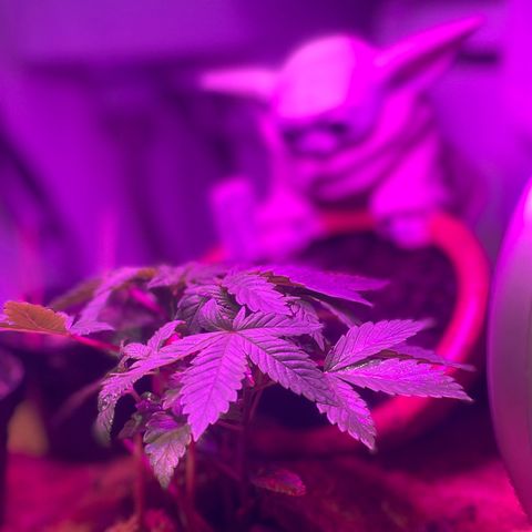 Tangie growlog timeline photo