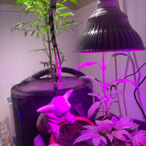 Tangie growlog timeline photo