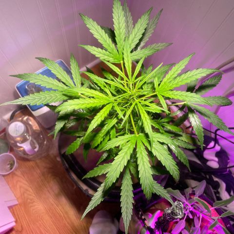 Tangie growlog timeline photo