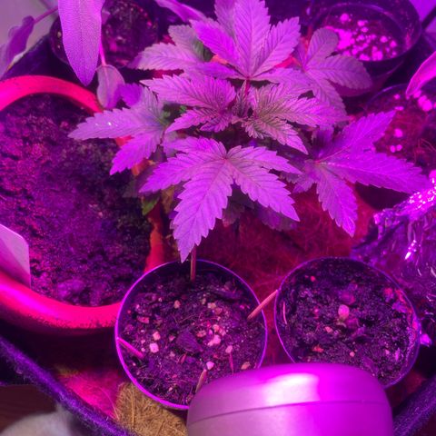 Tangie growlog timeline photo