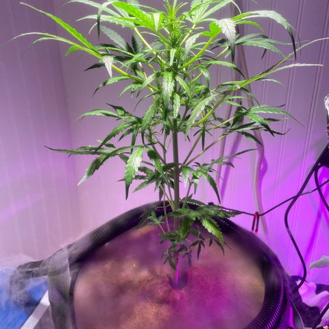 Tangie growlog timeline photo