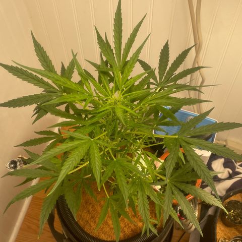 Tangie growlog timeline photo